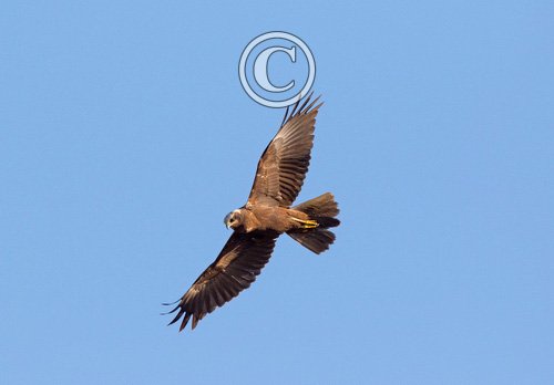  Marsh Harrier in Flight DM1873